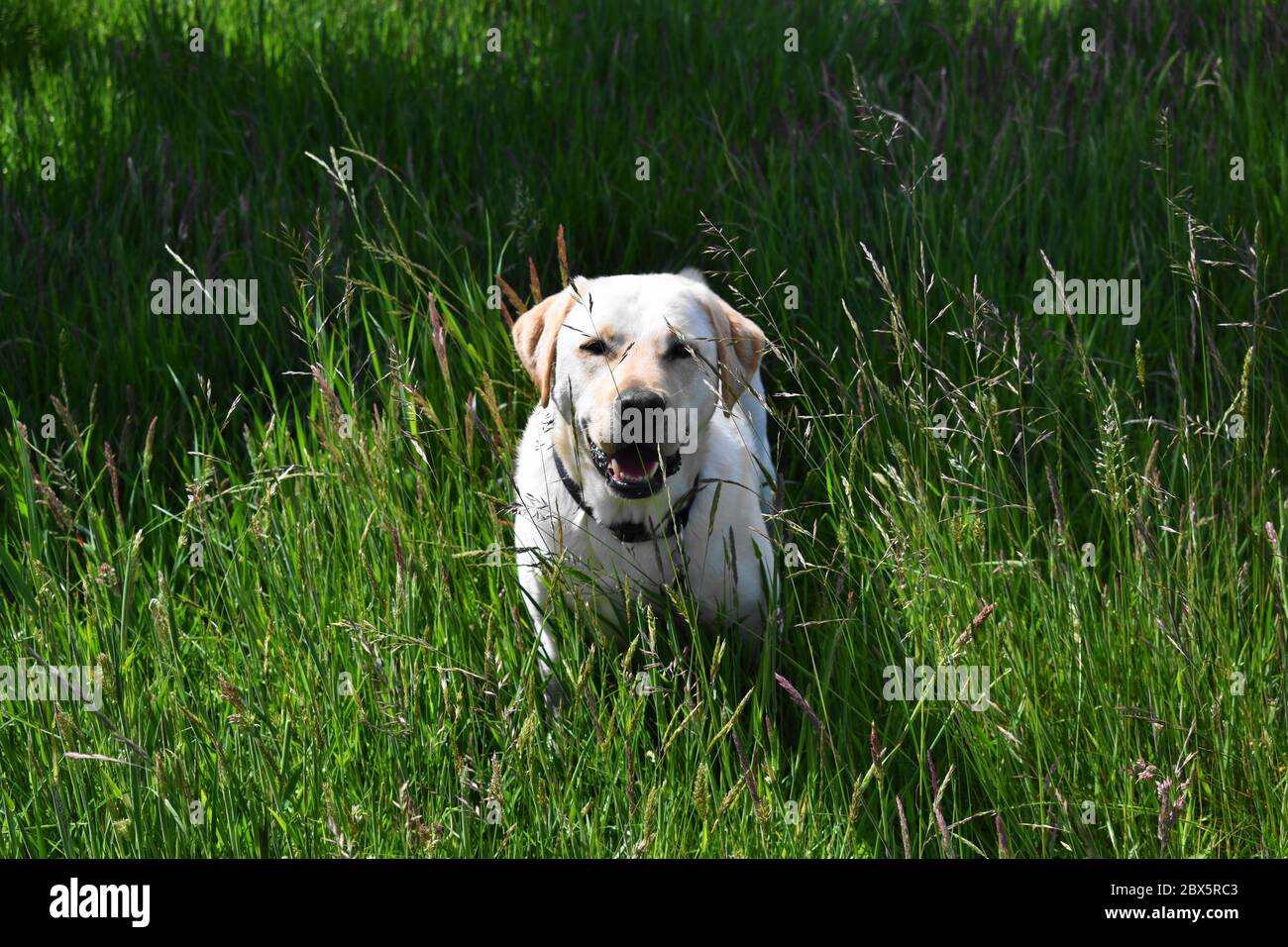 Stehend Golden Labrador mit schwarzem Kragen Blick auf Kamera im Feld von langem Gras, keine Menschen Stockfoto
