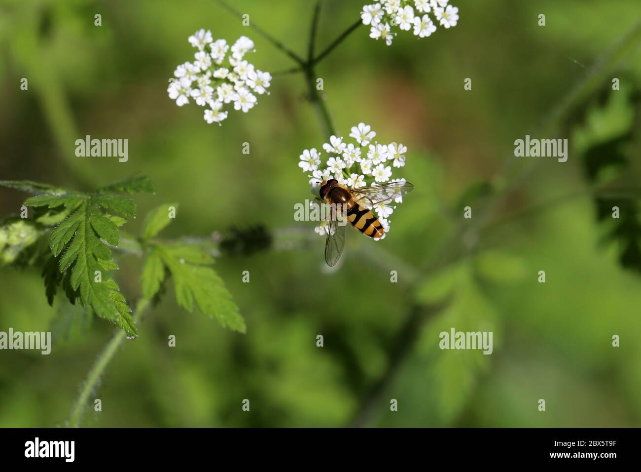 Schöne Hoverfly auf einer weißen Blume im Wald Stockfoto