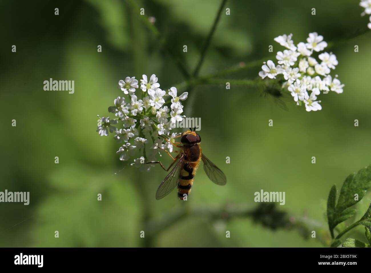 Schöne Hoverfly auf einer weißen Blume im Wald Stockfoto