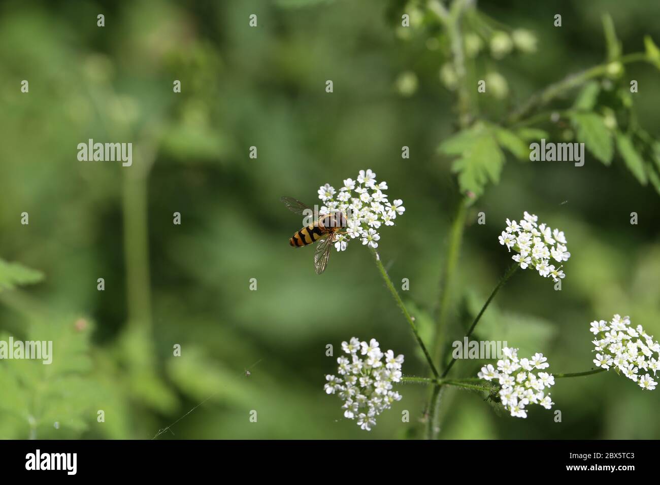 Schöne Hoverfly auf einer weißen Blume im Wald Stockfoto