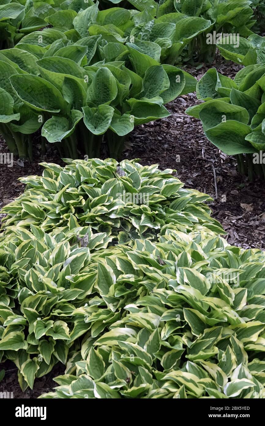 Hosta 'Little Wonder' Hosta 'Fools Gold' Hostas Stockfoto