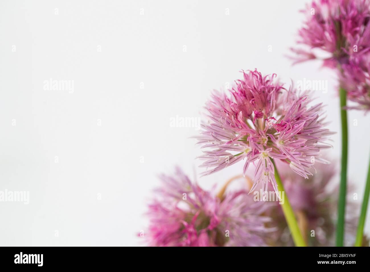 Knoblauch rosa Blüten auf weißem Hintergrund Allium roseum (Rosy Knoblauch) Stockfoto