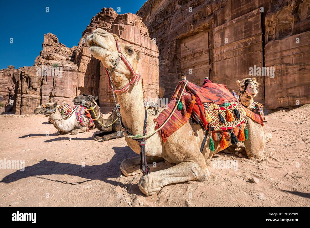 Nahaufnahme von Kamelen mit großen Augen bei Petra, Jordanien. Stockfoto