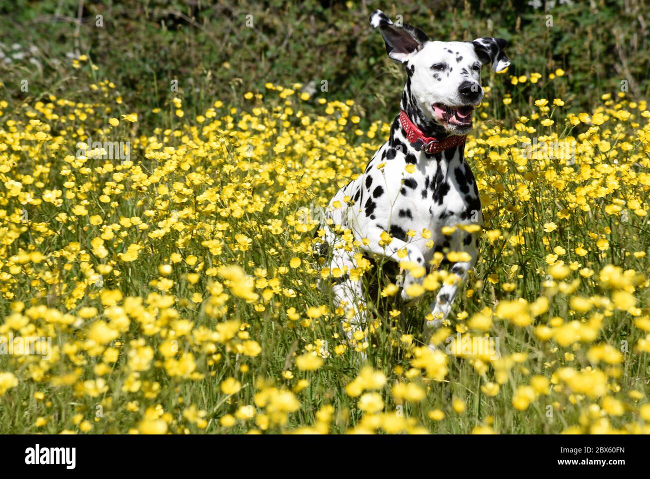 Dalmation spotty Hund laufen und stehen in Wildblumen-Wiese mit Butterblumen, Wiltshire, England, Großbritannien Stockfoto