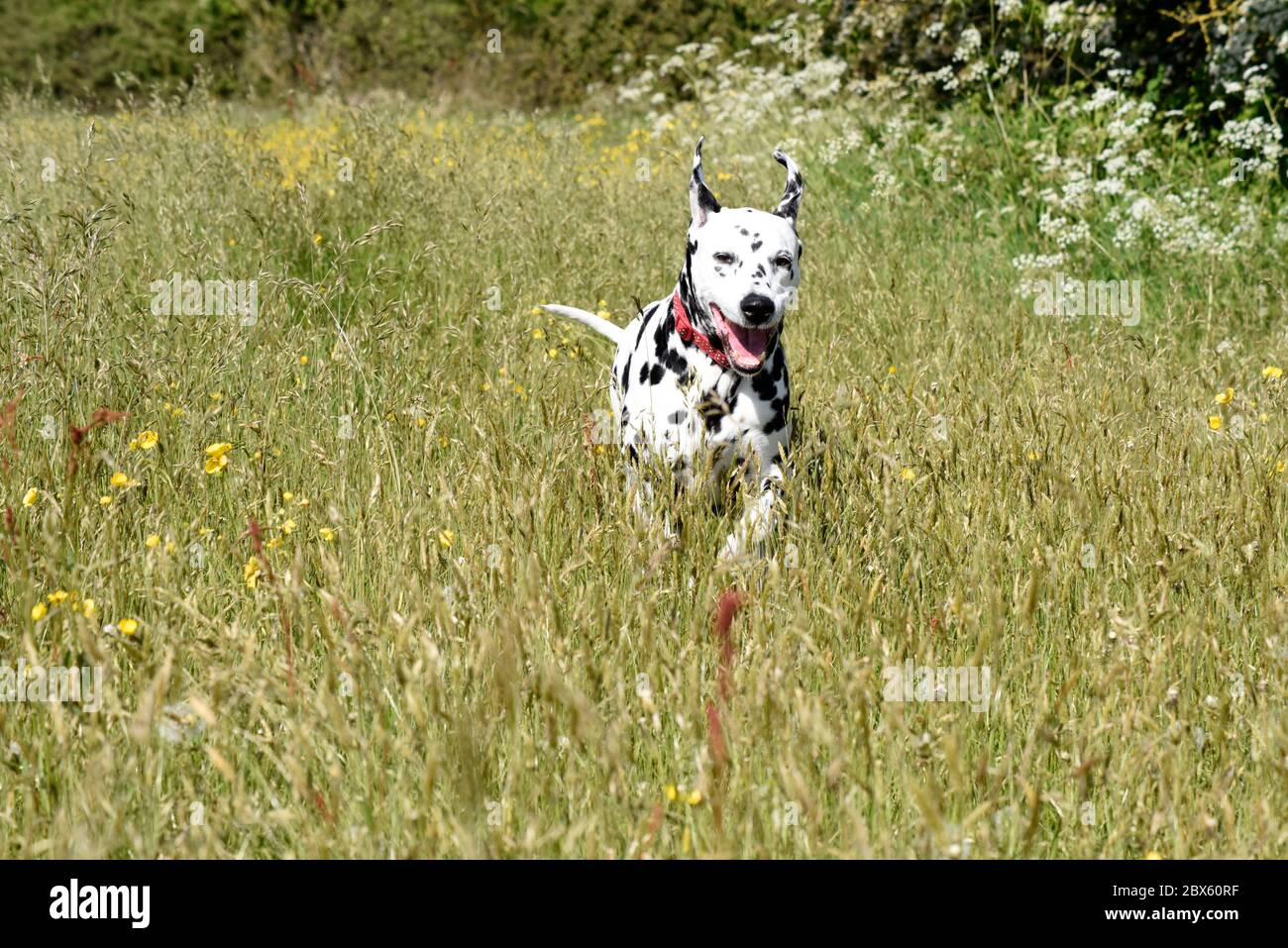 Dalmation spotty Hund laufen und stehen in Wildblumen-Wiese mit Butterblumen, Wiltshire, England, Großbritannien Stockfoto