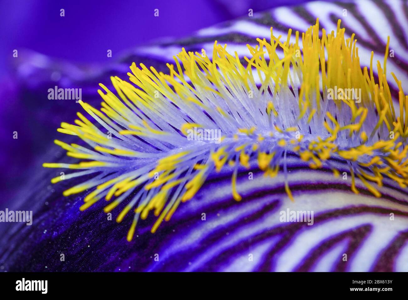 Eine schöne bärtige Iris in dunkelblau mit ihren Adern, Herbst und atemberaubenden gelben Bart. Eine sehr detaillierte Makroblütenaufnahme, aufgenommen in meinem Garten im Juni. Stockfoto