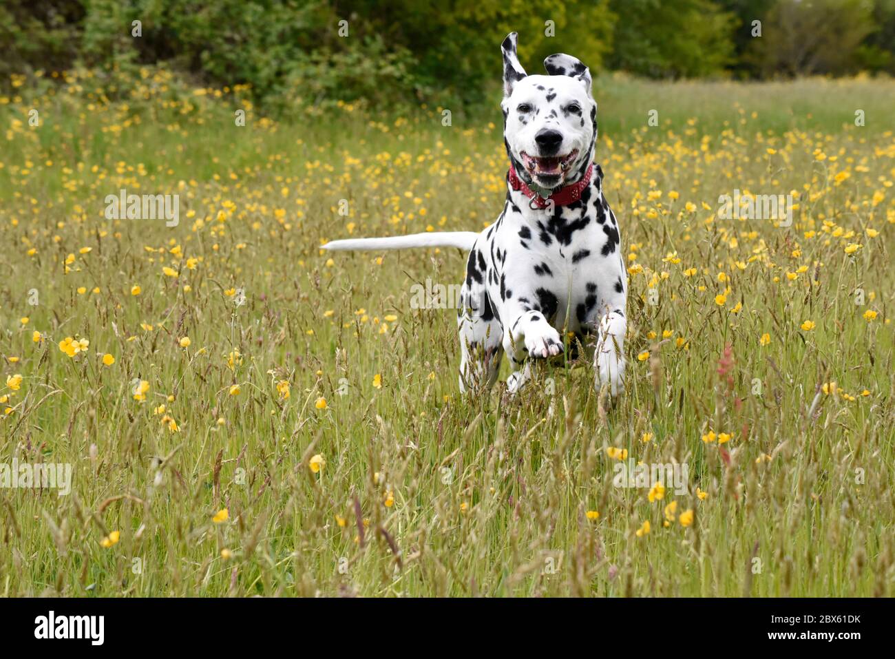 Dalmation spotty Hund laufen und stehen in Wildblumen-Wiese mit Butterblumen, Wiltshire, England, Großbritannien Stockfoto