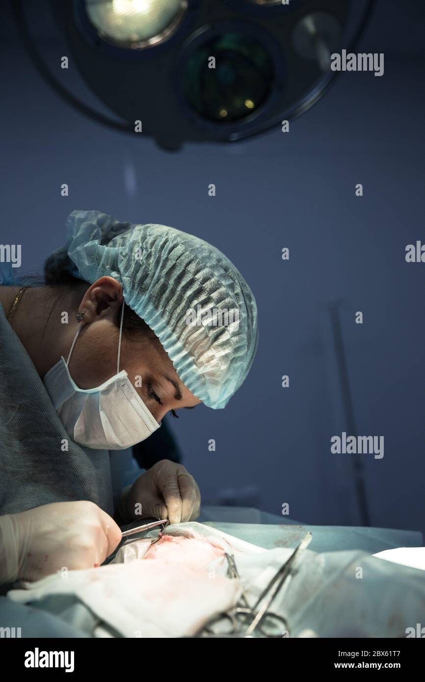 Tierärztin steht unter Operationslampen, führt Katzen-Sterilisation-Chirurgie und näht die Wunde, Tierarzt hält eine Nadel in den Händen. Veterinärmedizin Stockfoto