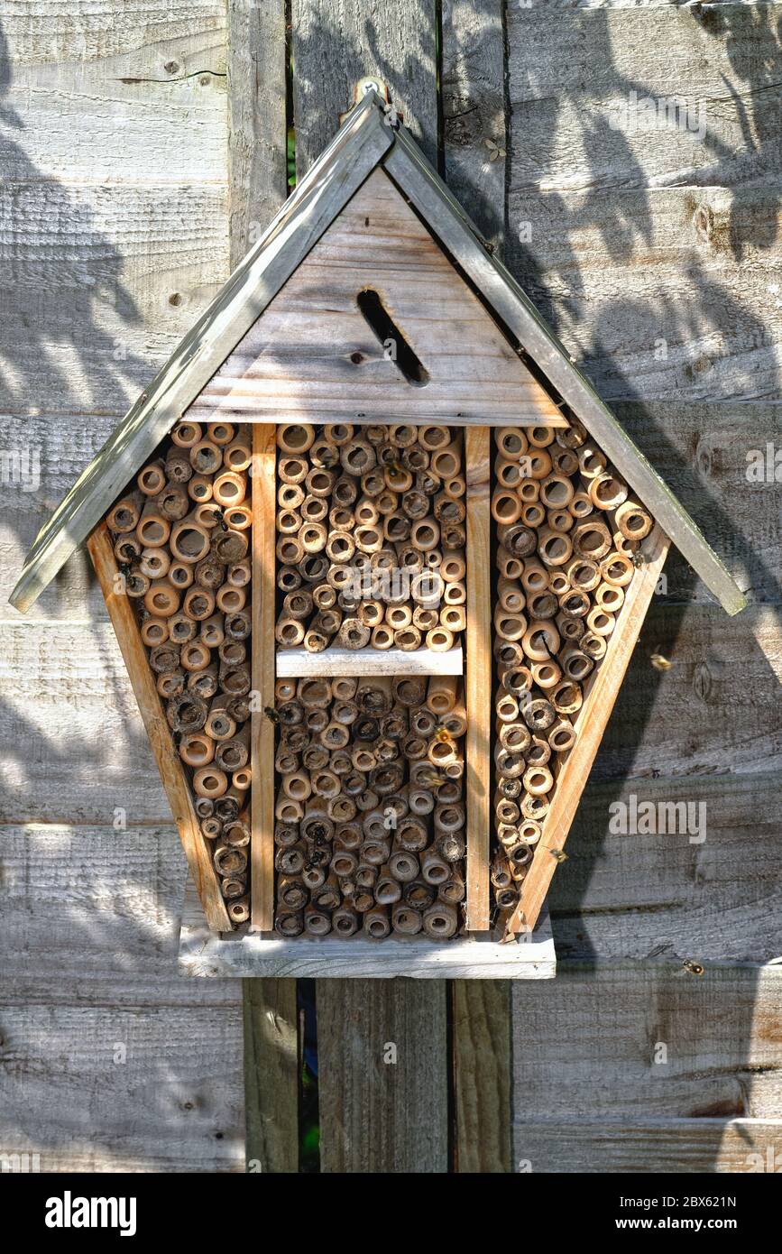 Nahaufnahme des Bienenhotels auf einem Gartenzaun mit Maurerbienen, die herumfliegen und es besetzen., Surrey UK Stockfoto