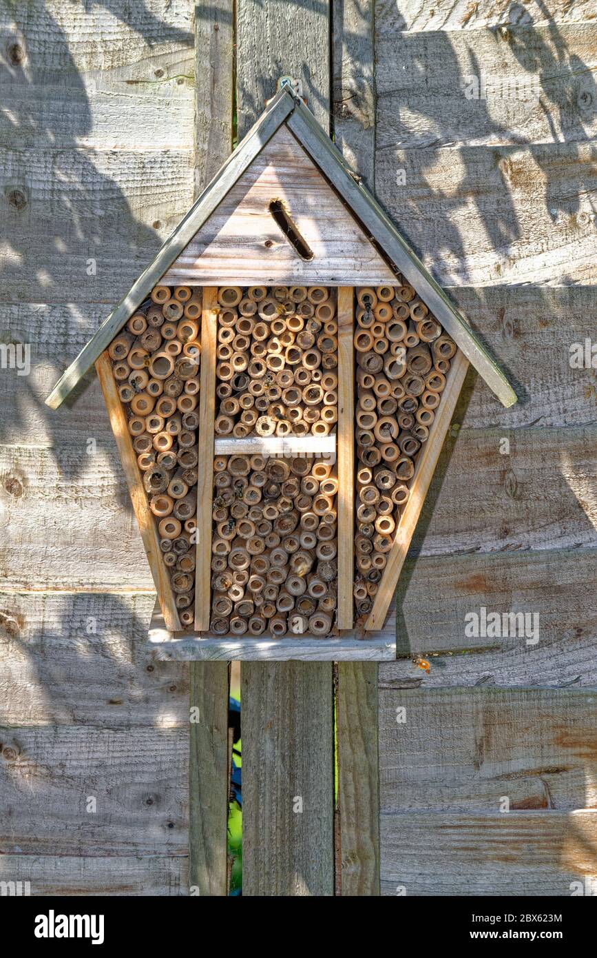 Nahaufnahme des Bienenhotels auf einem Gartenzaun mit Maurerbienen, die herumfliegen und es besetzen., Surrey UK Stockfoto