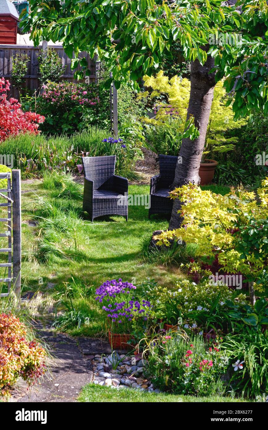 Ein sehr üppiger und farbenfroher Vorstadtgarten im Frühmorgen Sommer Sonnenlicht gefangen, Shepperton Surrey UK Stockfoto