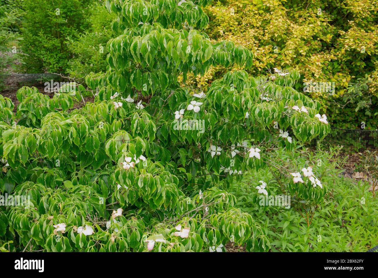 Cornus Kousa Milchstraße, Chinesischer Dogwood-Baum Stockfoto