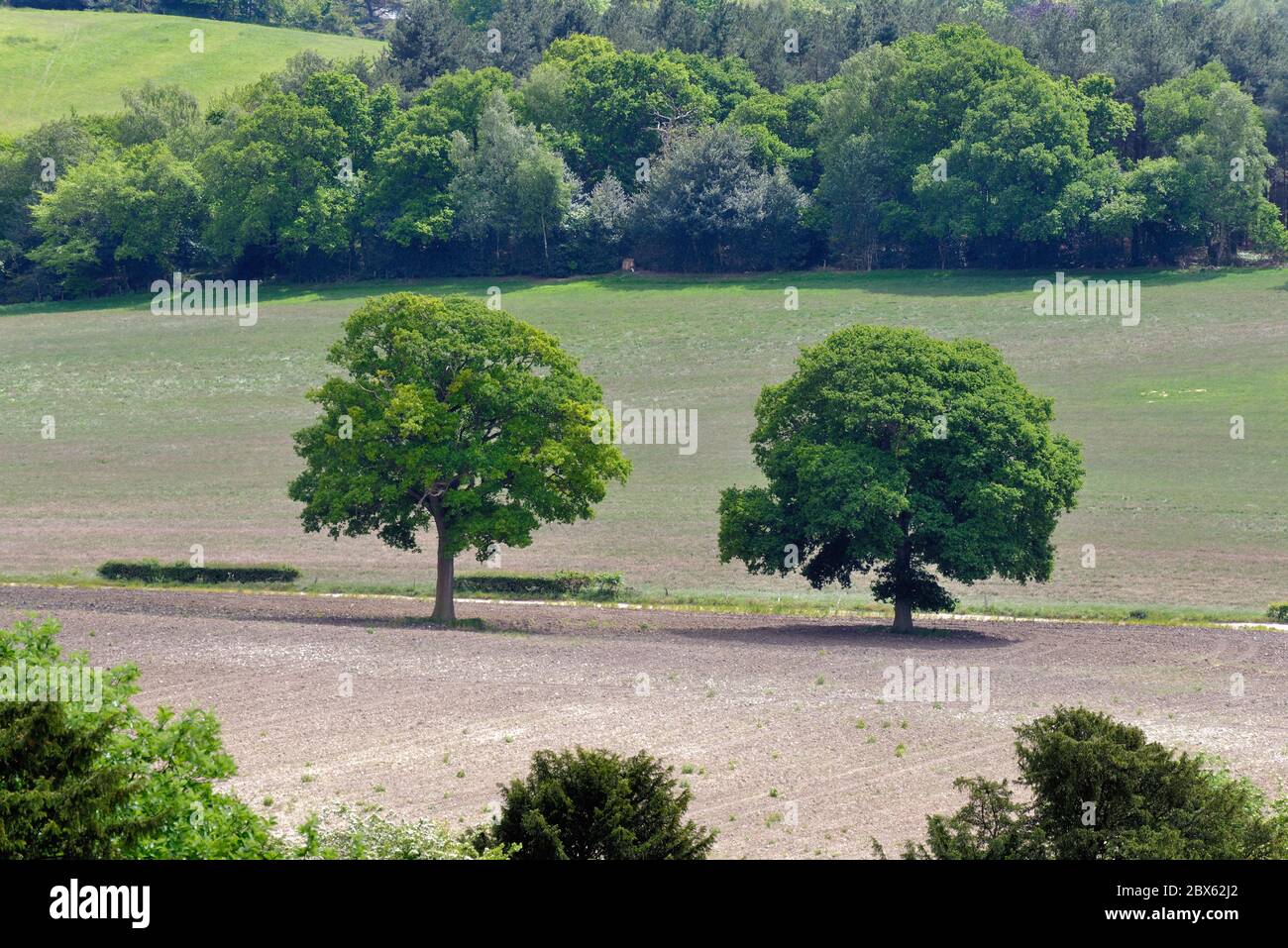 Zwei Eichen inmitten von Ackerland bei Albury, Surrey Hills in der Nähe von Guildford Surrey England UK Stockfoto