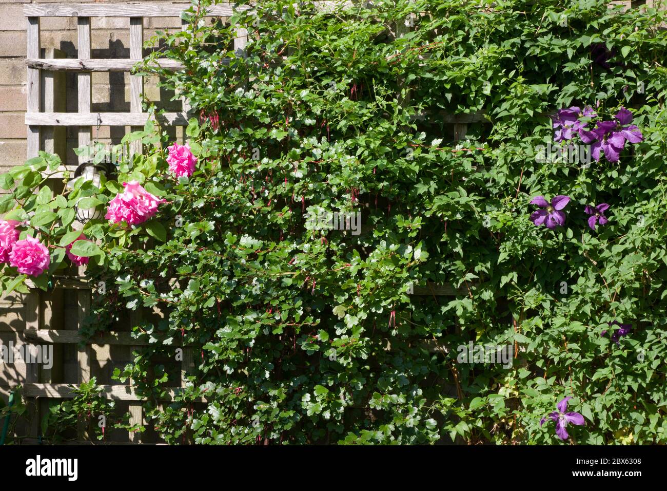 Gemischte Kletterer auf einem Gartenzellis, Rose Zephirine Drouhin, clematis Etoile Violette und eine Fuchsia blühende Stachelbeere Stockfoto