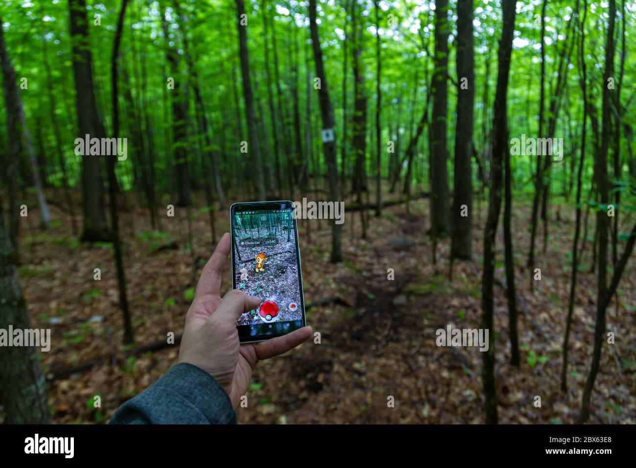 Ein Pokémon Go-Spieler hält ein Smartphone mit dem Augmented Reality-Modus des Spiels, um ein Pokémon im Wald zu fangen. Stockfoto