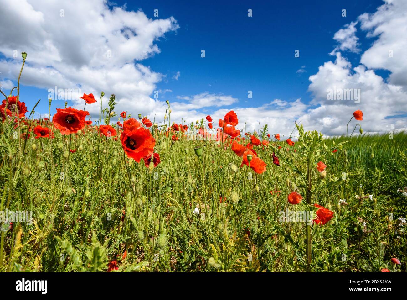 Brighton, East Sussex, UK 5. Juni 2020 Poppies an einem sonnigen, aber luftigen Tag in der Landschaft vor Brighton. Foto ©Julia Claxton Stockfoto