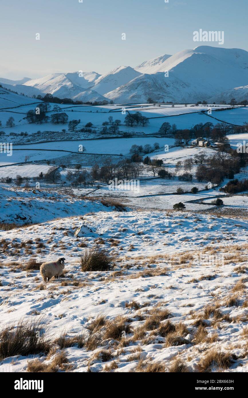 Portrait von Low Rigg eines einigen Swaledale Schafes in schneebedeckten Ackerland, mit den nordwestlichen Fjells in der Ferne. Lake District, England Stockfoto