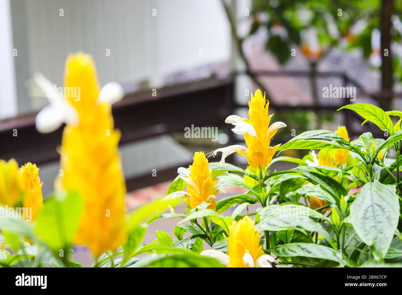 Pachystachys lutea gelber Strauch im botanischen Garten oder als Lollipop Pflanze mit grünen Blättern und verschwommen Hintergrund bekannt. Wählen Sie Fokus. Stockfoto