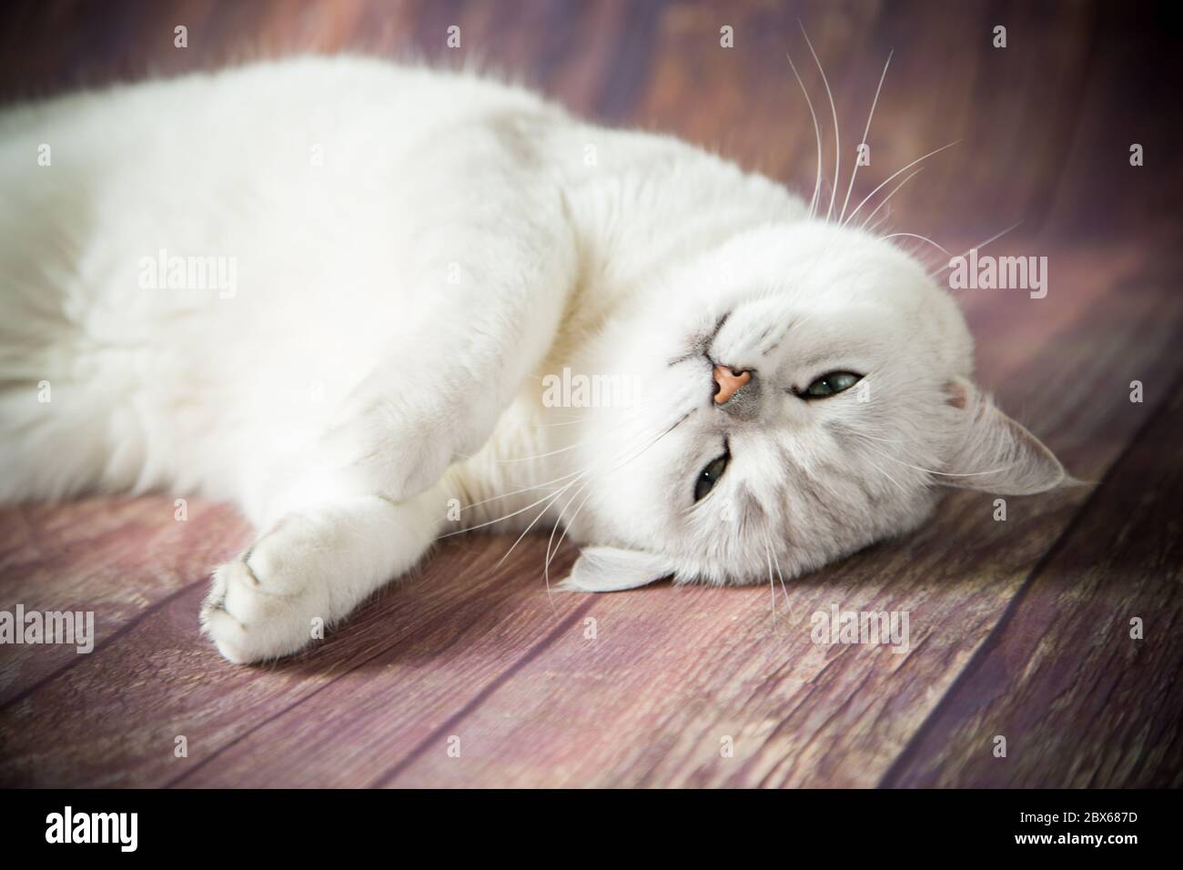 Schöne junge Katzenrasse Scottish chinchilla gerade Stockfoto