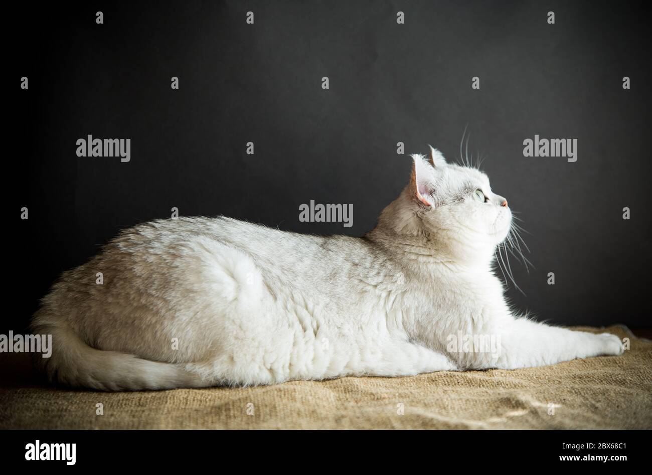 Schöne junge Katze Rasse schottischen Chinchilla gerade auf einem schwarzen Hintergrund Stockfoto