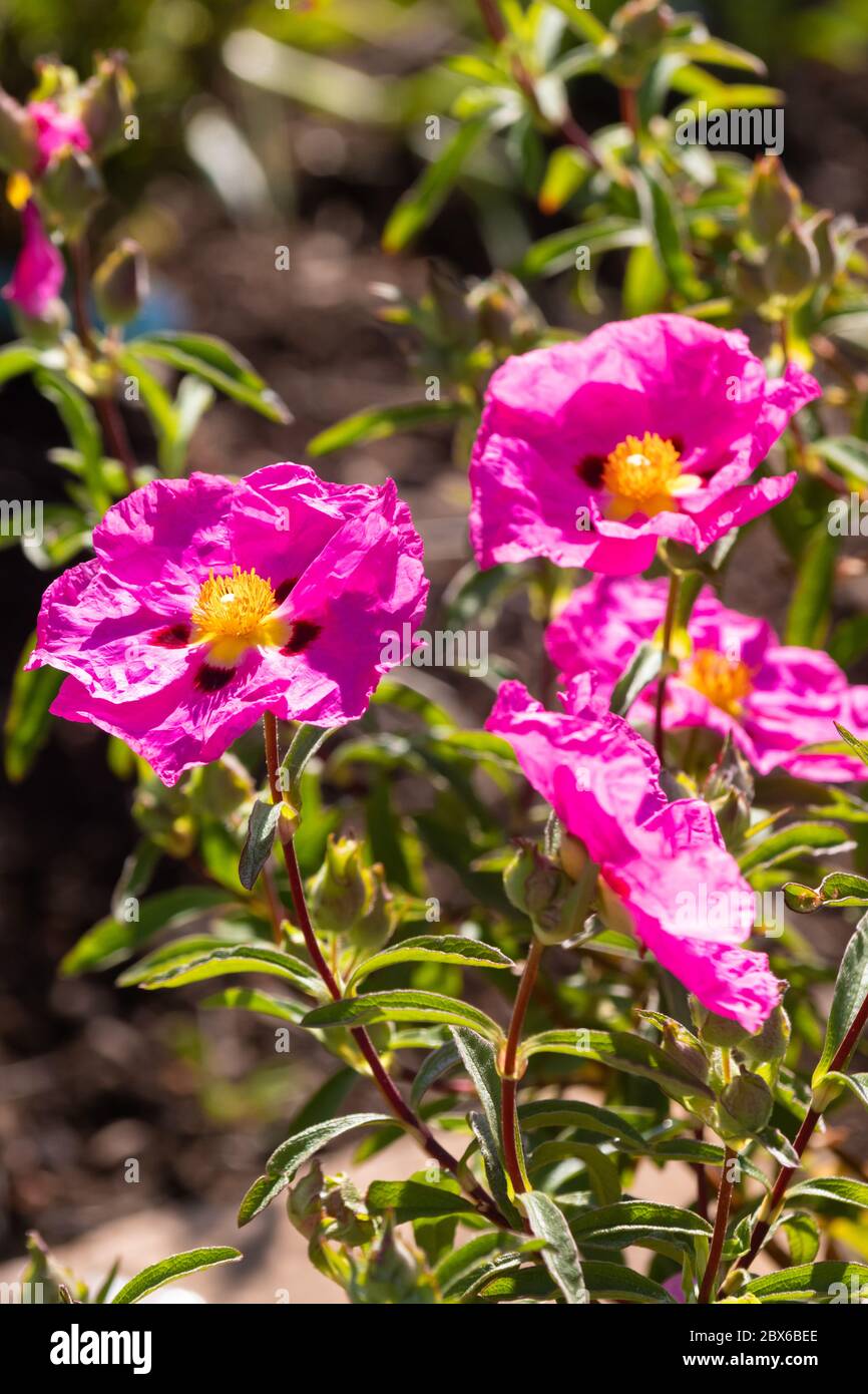 Cistus purpureus allgemein bekannt als Orchidee Rockrose Stockfoto