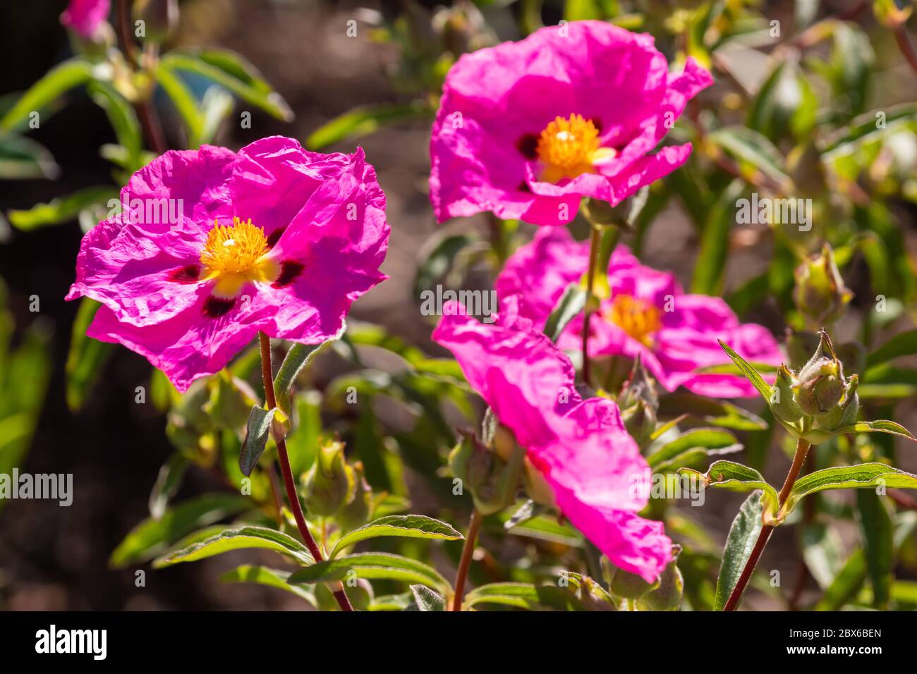 Cistus purpureus allgemein bekannt als Orchidee Rockrose Stockfoto