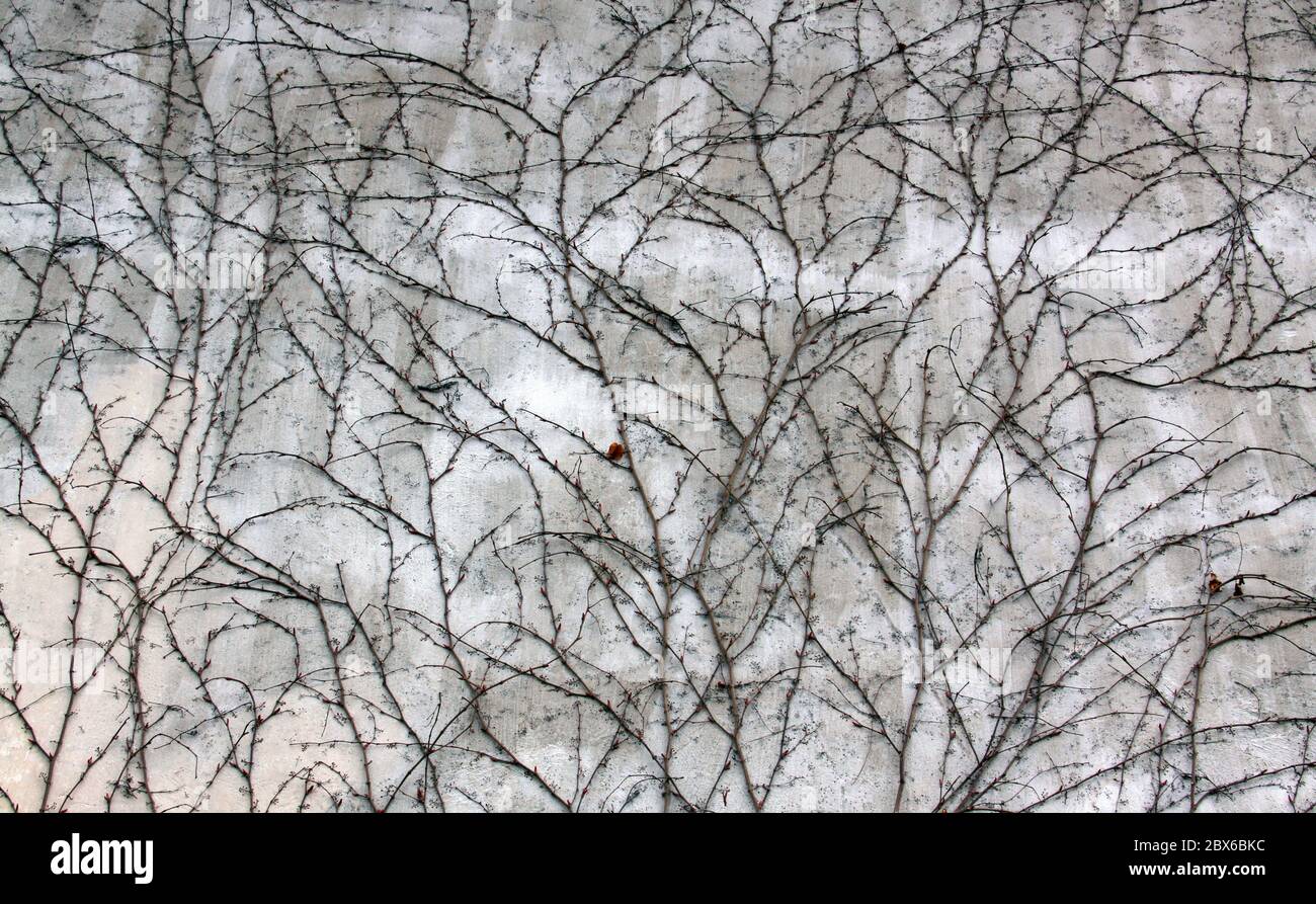 Weiße Wand in Efeu bedeckt im frühen Frühjahr ohne Blätter Textur Muster Hintergrund Stockfoto