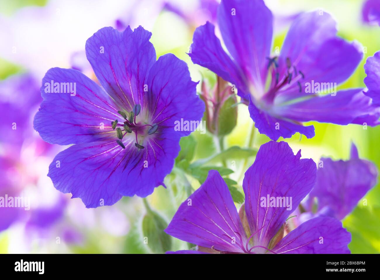 Blaue Geranienblume in einem schottischen Garten Mai 2020 Stockfoto