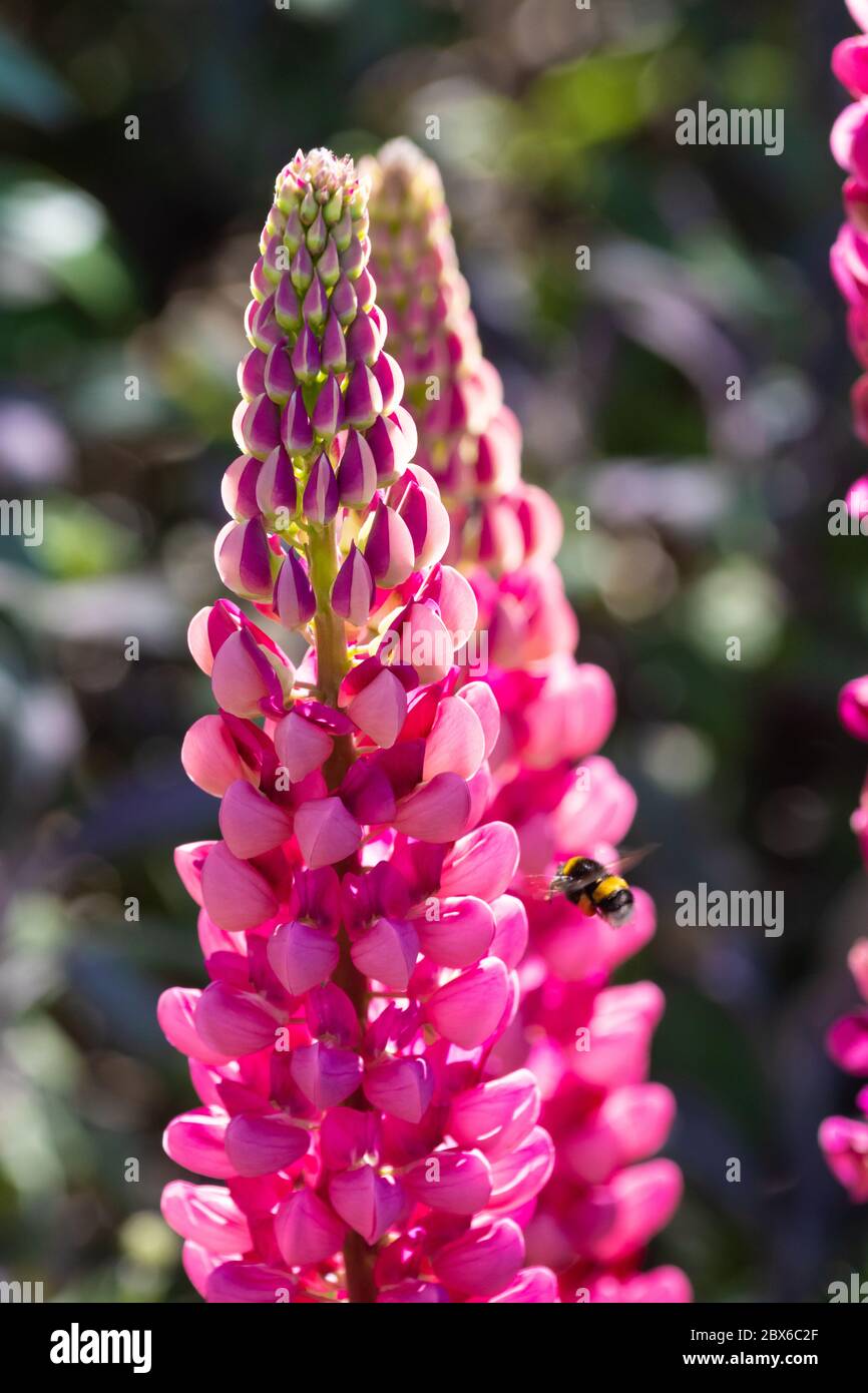 Nahaufnahme von Lupine-Blütenköpfen mit einer Biene, die Ende Mai in Schottland neben ihnen fliegt. Stockfoto