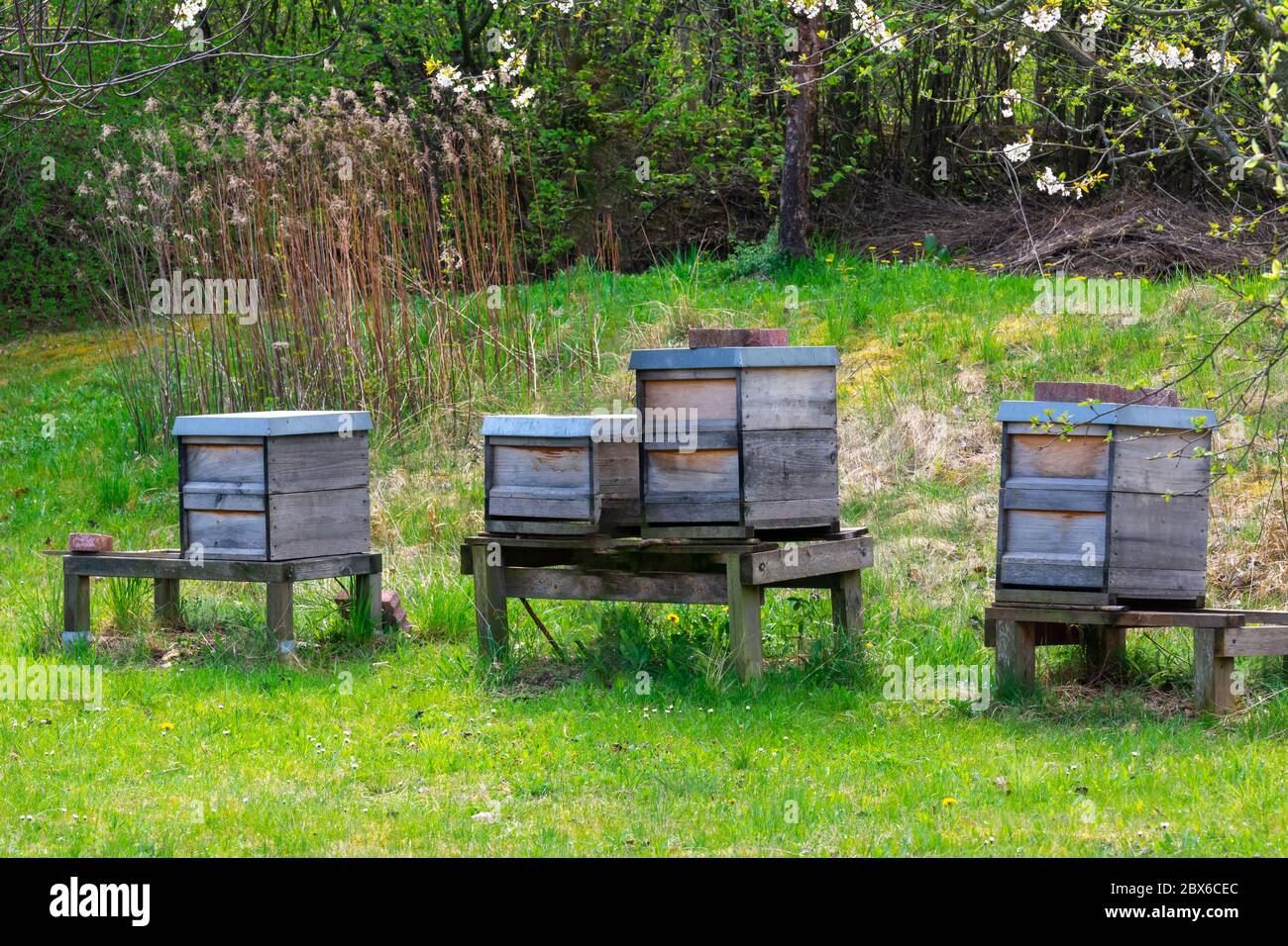 Bienenzucht mit einem hölzernen Friedhof auf der Wiese Stockfoto