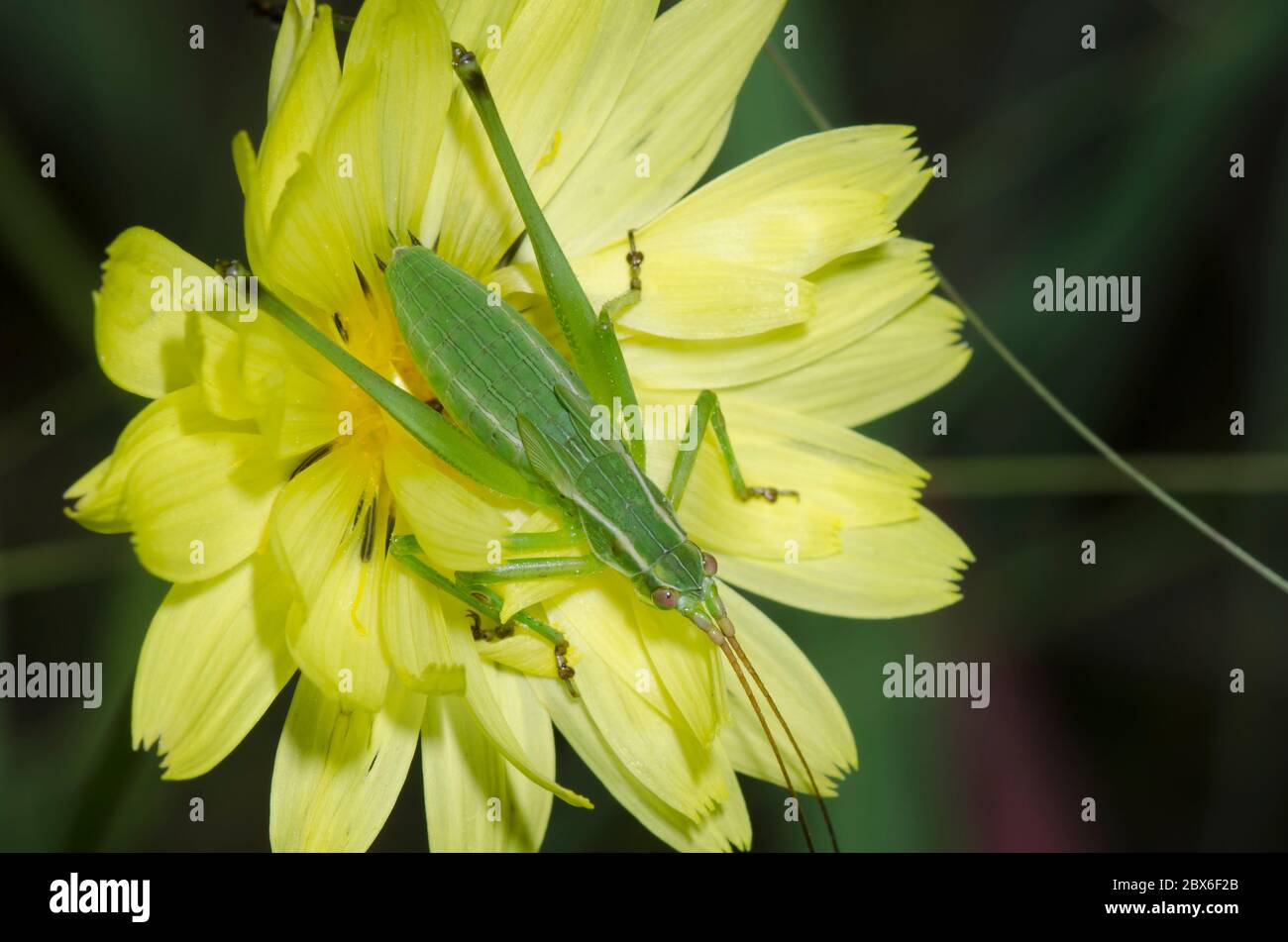 Bush Katydid, Scudderia sp., Nymphe auf Falschem Löwenzahn, Pyrrhoppus sp. Stockfoto