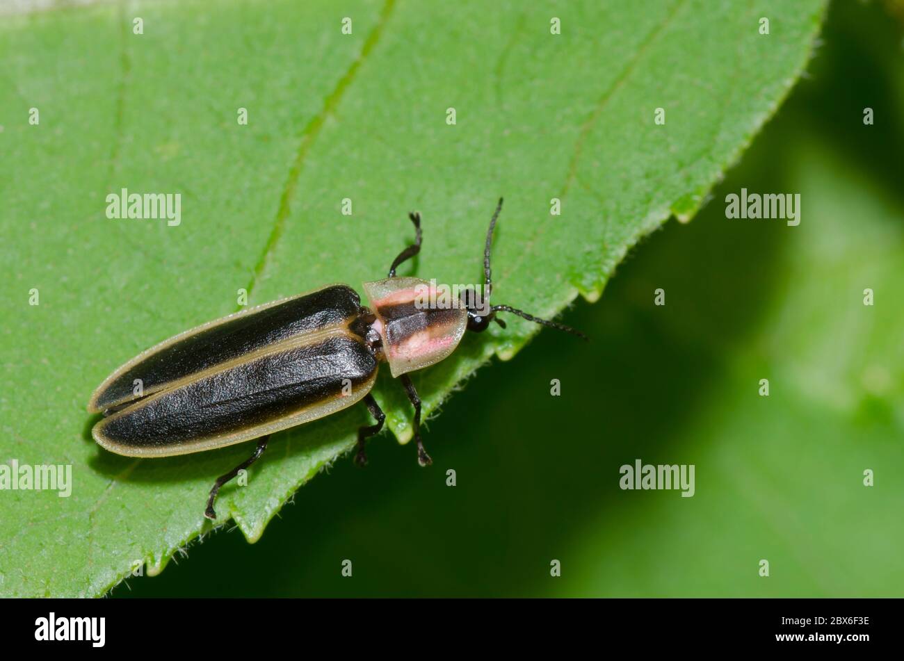 Firefly, Pyramictomena sp. Stockfoto