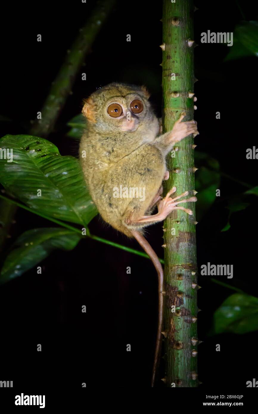 Tarsier im Tangkoko Nationalpark. Nord-Sulawesi, Indonesien. Stockfoto