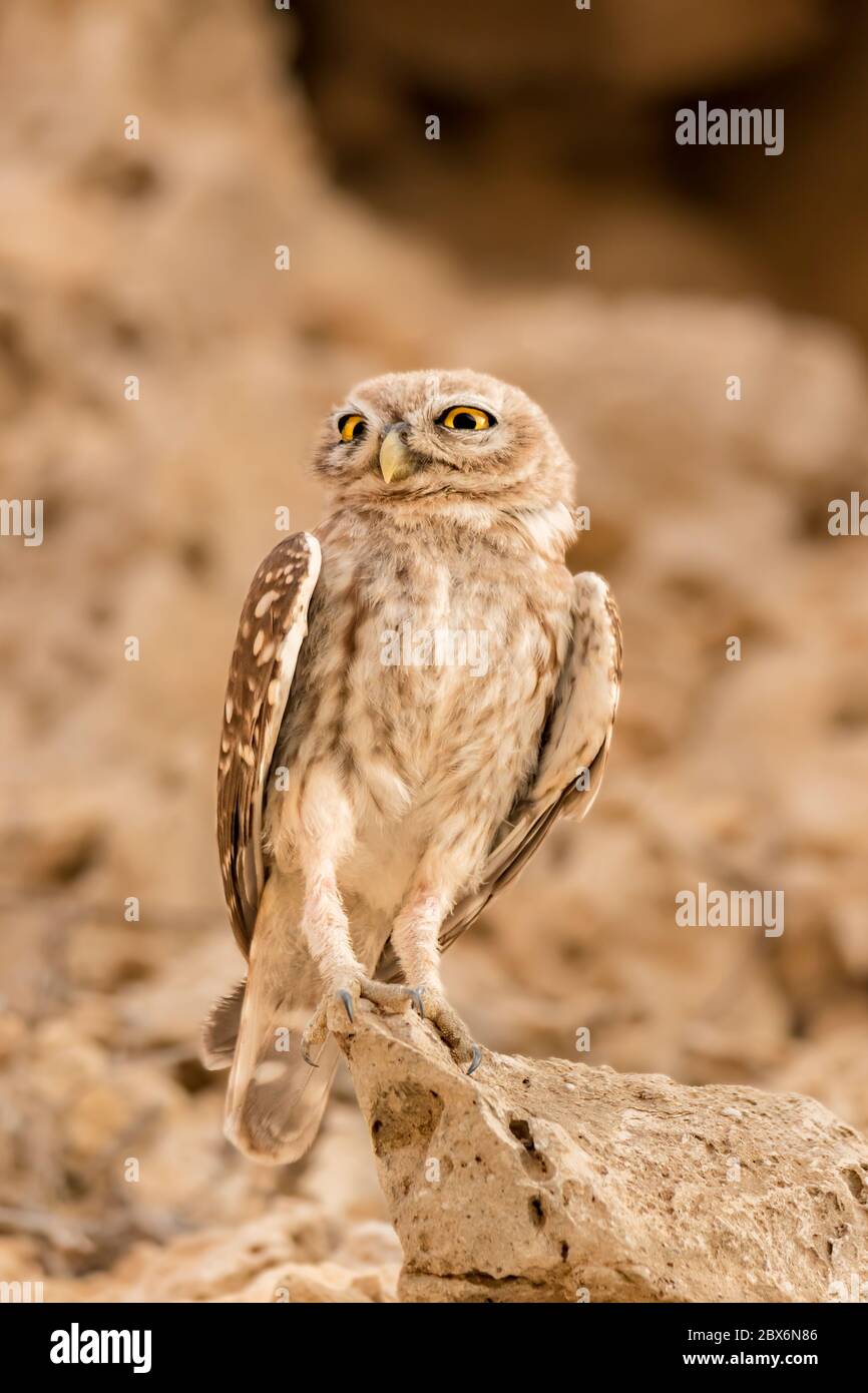 Kleine Eule auf einem Stein Stockfoto