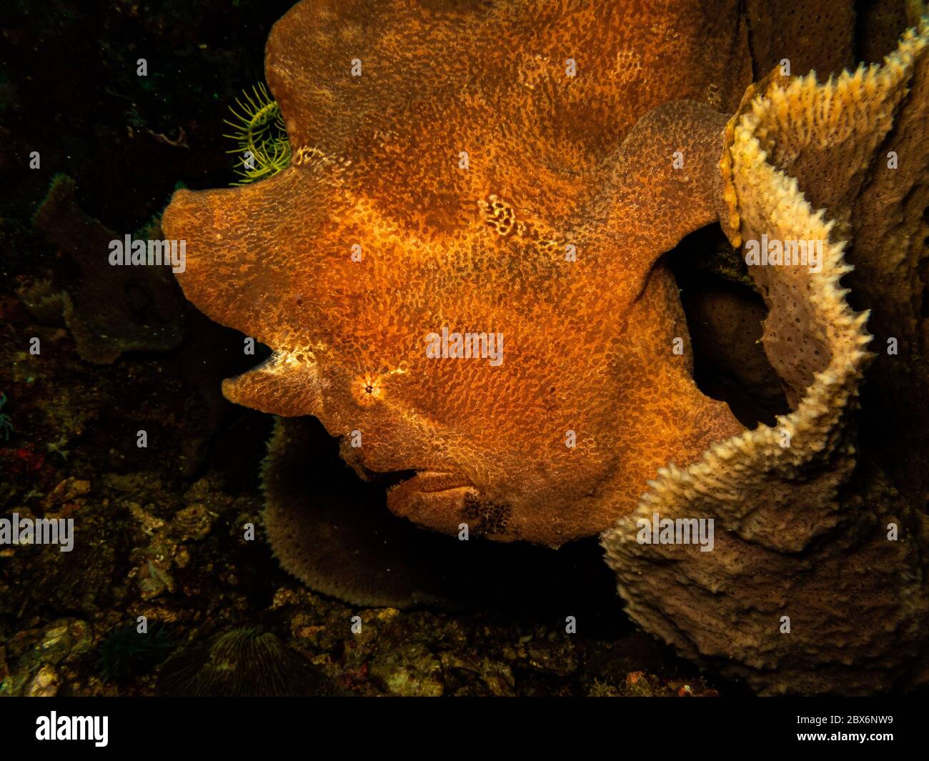 Tiefsee Anglerfisch Stockfotos und bilder Kaufen Alamy
