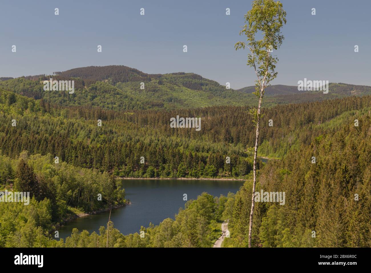 Blick auf den Barrier-See an einem sonnigen Tag von einem Wanderweg im Nationalpark Harz in Deutschland mit einer einsamen Birke im Vordergrund Stockfoto