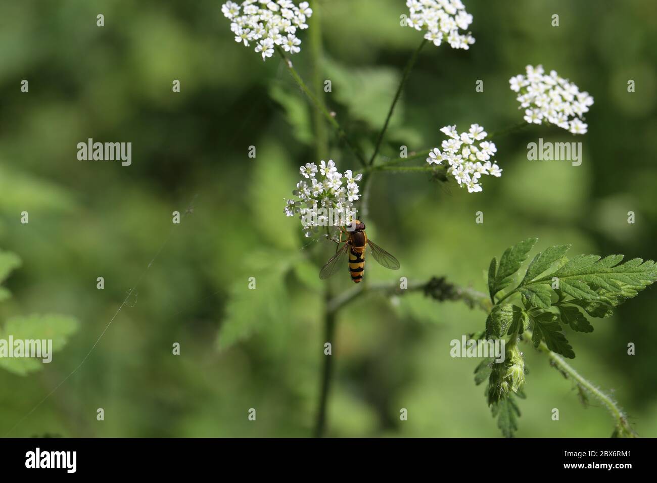 Schöne Hoverfly auf einer weißen Blume im Wald Stockfoto