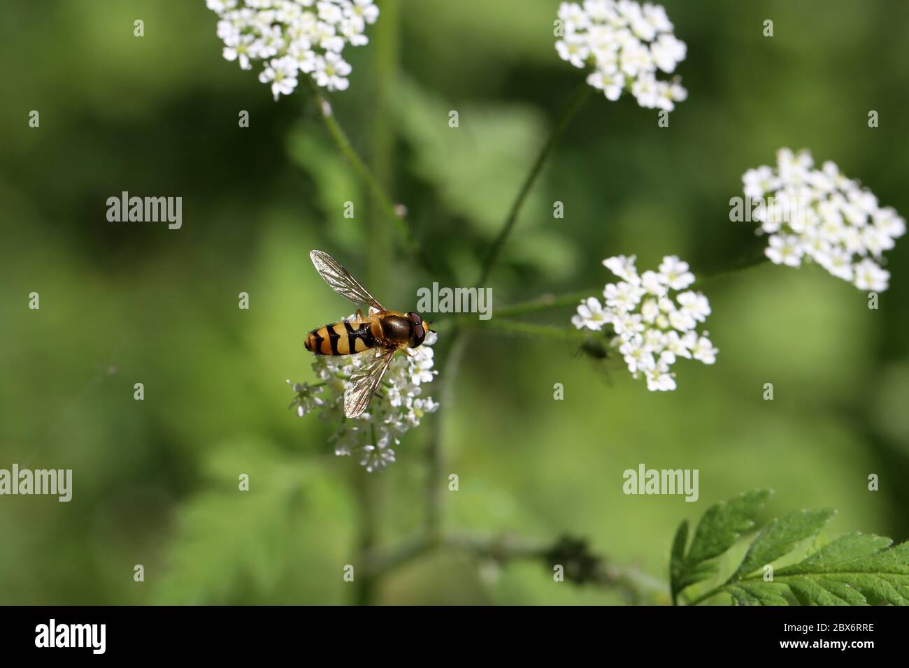 Schöne Hoverfly auf einer weißen Blume im Wald Stockfoto