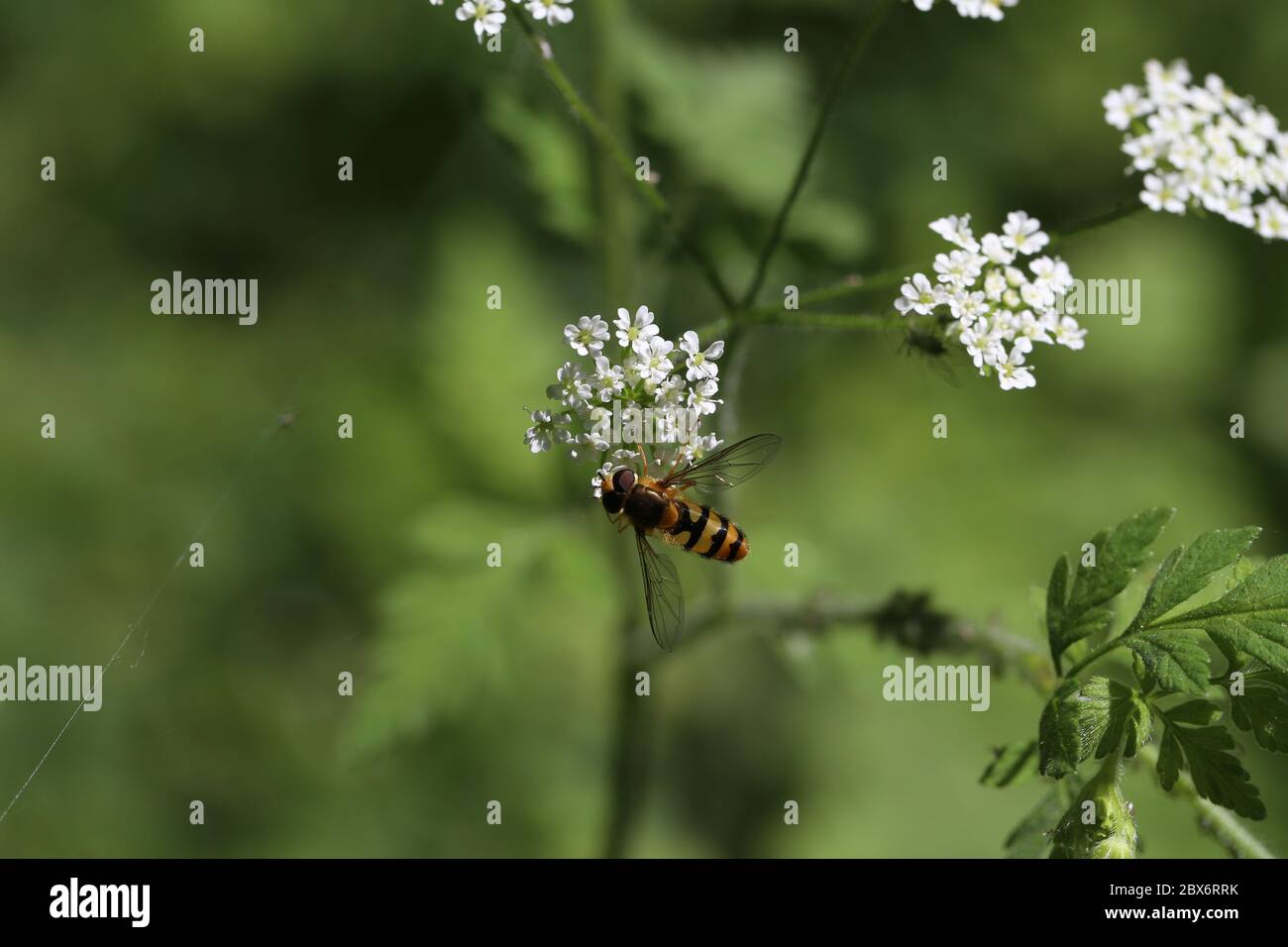 Schöne Hoverfly auf einer weißen Blume im Wald Stockfoto