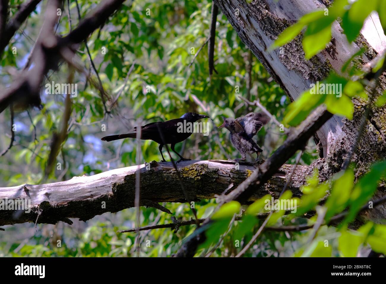 Gemeine Grackle (Quiscalus quiscula) Mutter füttert ihr Küken, das aus dem Nest auf einen unteren Ast gefallen ist. Ottawa, Ontario, Kanada. Stockfoto