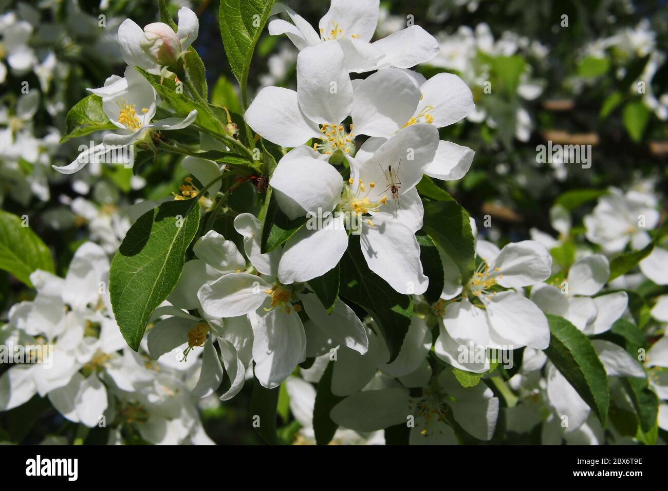 Schöne und üppige weiße Blüten einer Krebse (Malus baccata?) Im Frühling in einem Glebe Garten, Ottawa, Ontario, Kanada. Stockfoto