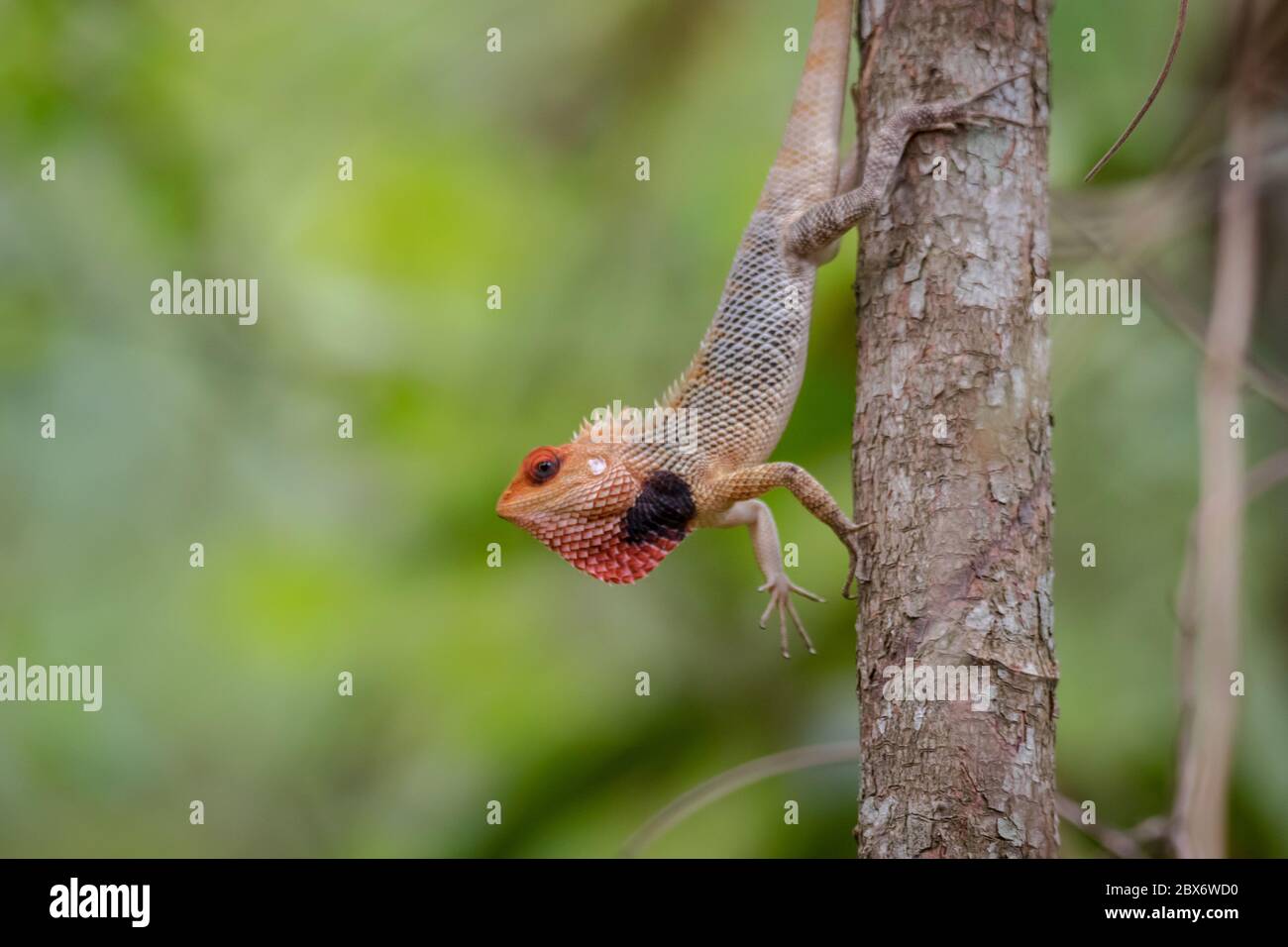 Nahaufnahme Blick auf Garten Eidechse Stockfoto