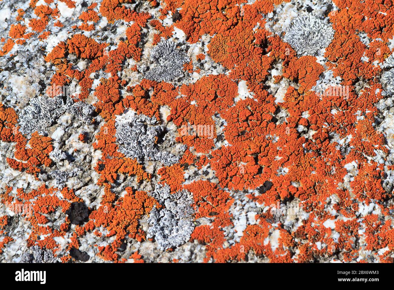 Orangene Krustenflechte (Caloplaca elegans), die auf einem Felsen am Ufer der Hudson Bay in der Nähe von Churchill, Manitoba, Kanada, wächst. Stockfoto