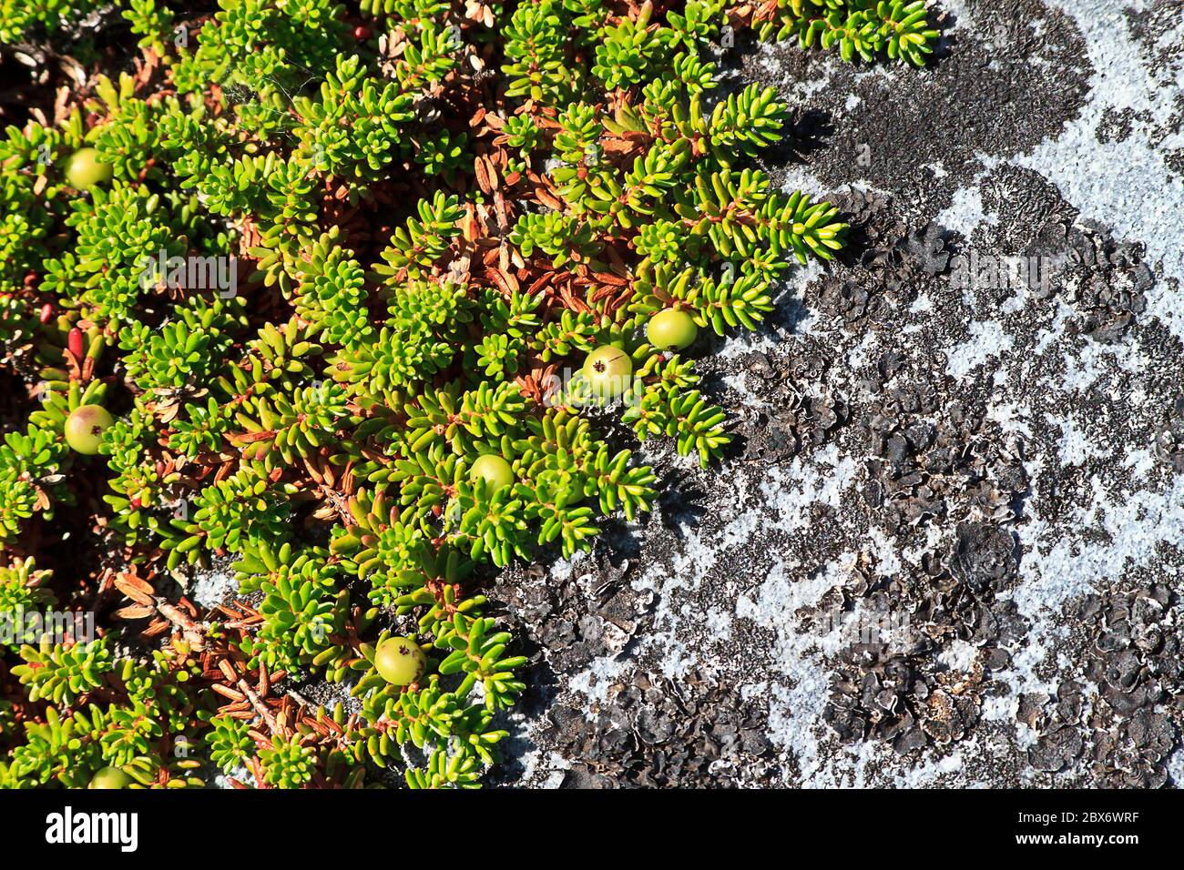 Die in der Tundra Kanadas wachsende Krähenbeere (Empetrum nigrum). Auf den Pflanzen sind winzige grüne Krähenbeeren zu sehen. Stockfoto