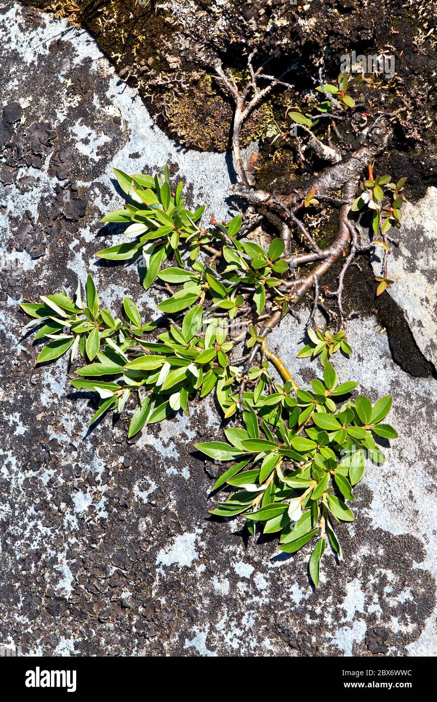Zwergweide (Salix Arctica) wächst zwischen den Felsen entlang der Hudson Bay in der Nähe von Churchill, Manitoba, Kanada. Stockfoto