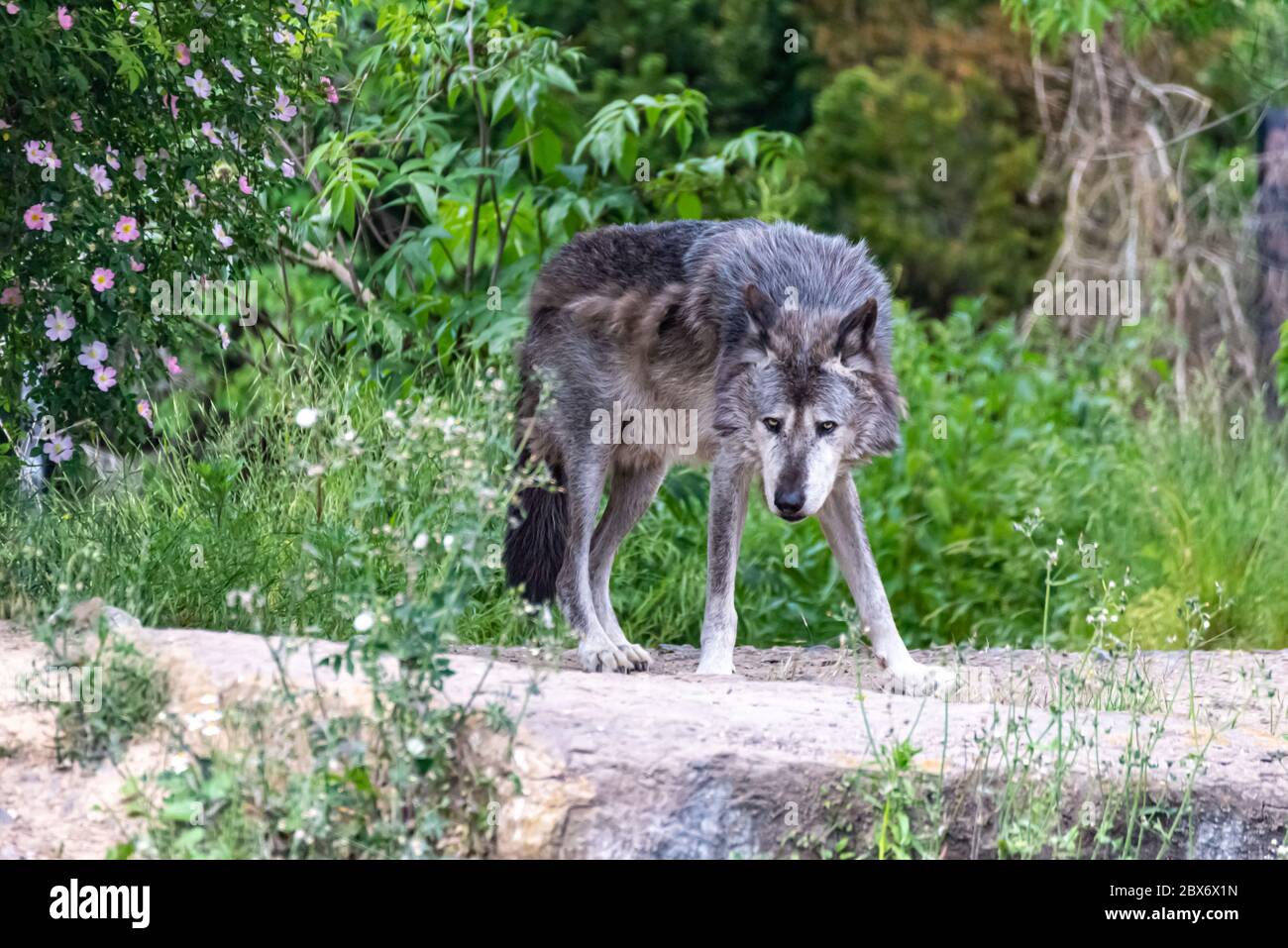 Timberwolf in seinem Gebiet während des Pelzwechsels Stockfoto