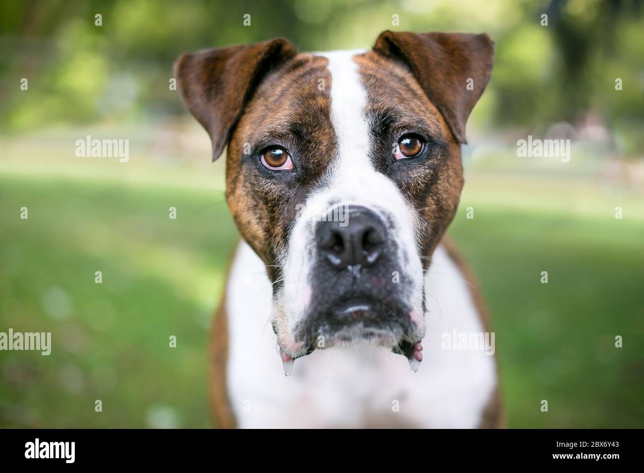 Ein brindle Bulldog Mischlingshund schaut auf die Kamera und sabbern Stockfoto