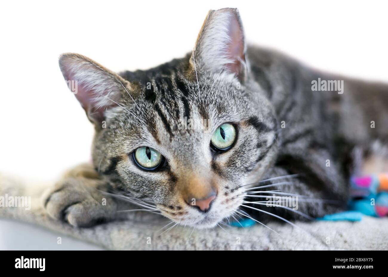 Eine braune gestromte Hauskatze, die ihren Kopf auf ihren Pfoten aufragt und die Kamera anschaut. Die Katze hat ihr linkes Ohr gekippt, was darauf hinweist, dass sie b hat Stockfoto