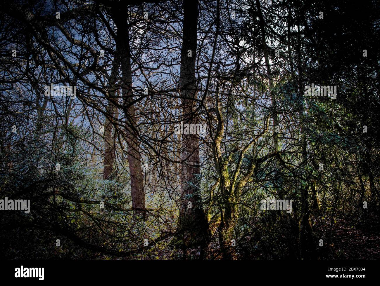 Verdrehte und verworrene Äste bilden ein geheimnisvolles und magisches Mischpuls aus Wald Stockfoto