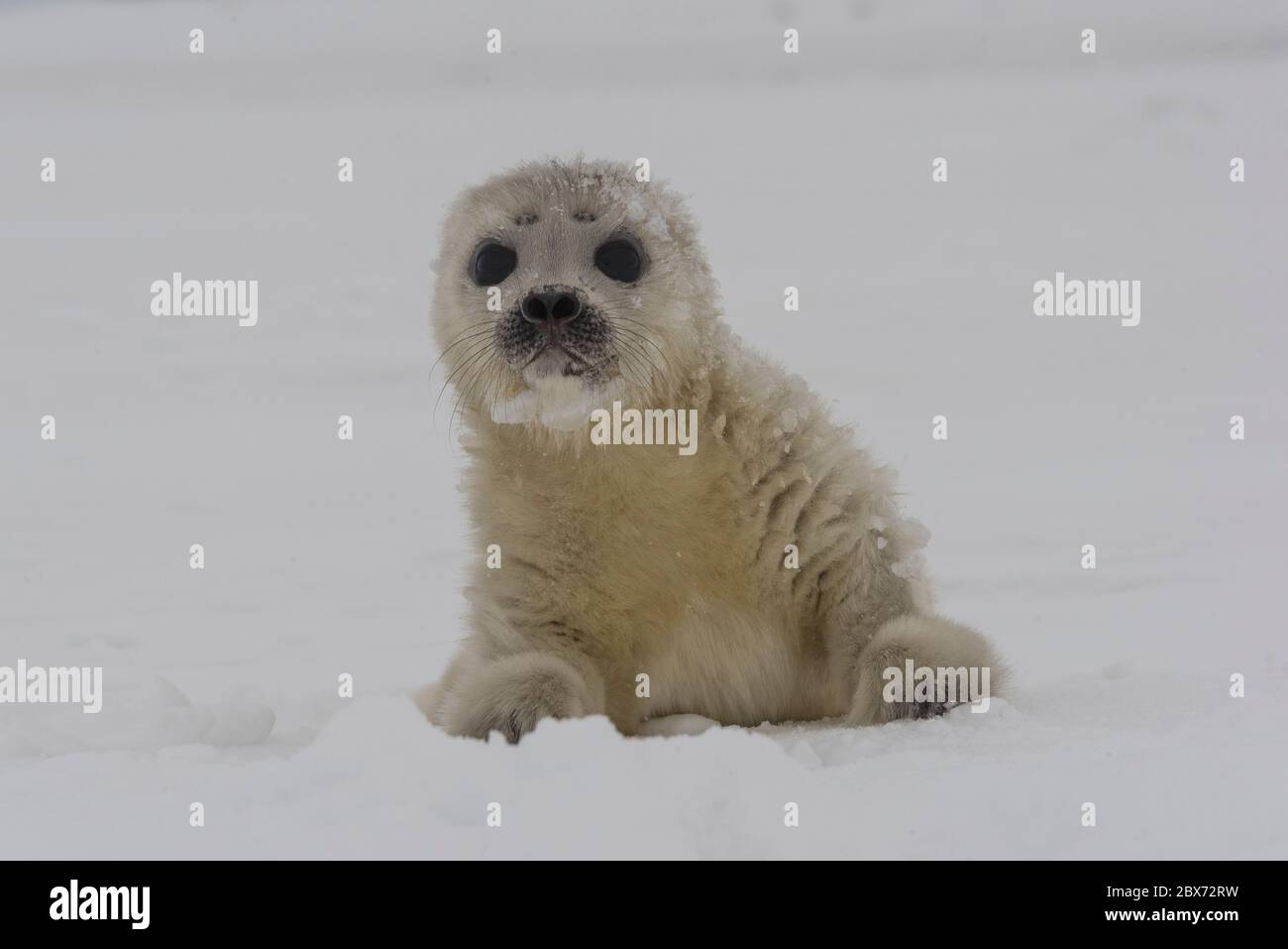 Eine kleine Robbe an dem Eisloch, ihrer Geburtsstelle. Das Tier ist ohne Scheu und sieht neuwerig nach dem Fotografen und dem Hundeschlitten in der N Stockfoto